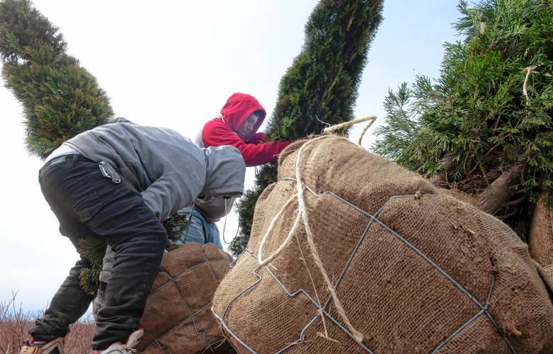 Leyber Lopez and Pedro Velazquez, employees of Wanczyk Nursery in Hadley, load emerald green arborvitaes onto a truck bed to sell at the nursery.