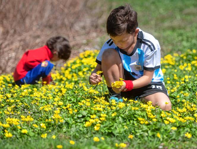 Odin Jensen, 4, and Emmett Jensen, 8, pick flowers in a small plot of grass off the Manhan Rail Trail in Easthampton to give to their grandmother who recently lost her dog.