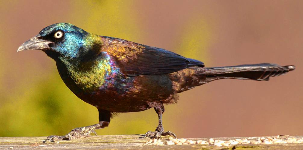 This male Common Grackle, seen in the direct sunlight of a clear day, positively glows with iridescence of every color.