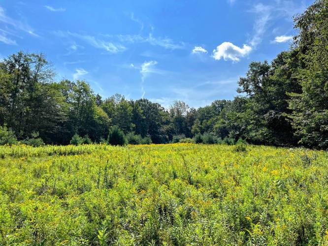 A meadow of goldenrod at Clary Hill in Williamsburg.