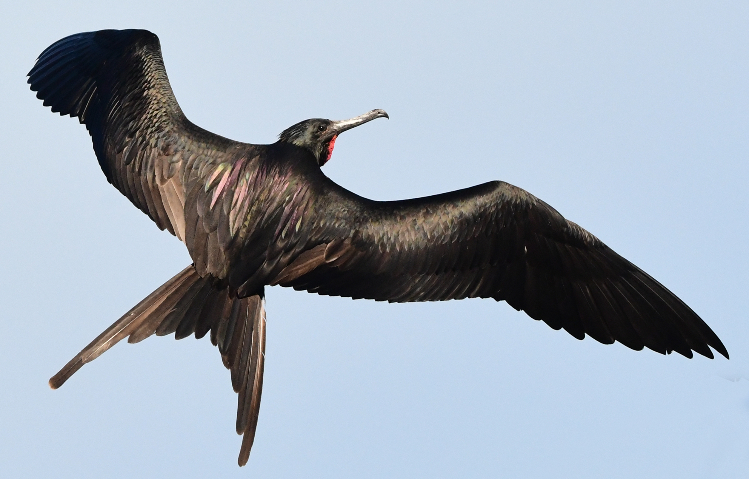 Speaking of Nature: ‘Frigate’ about the rest: Why this soaring Caribbean icon was worth the wait