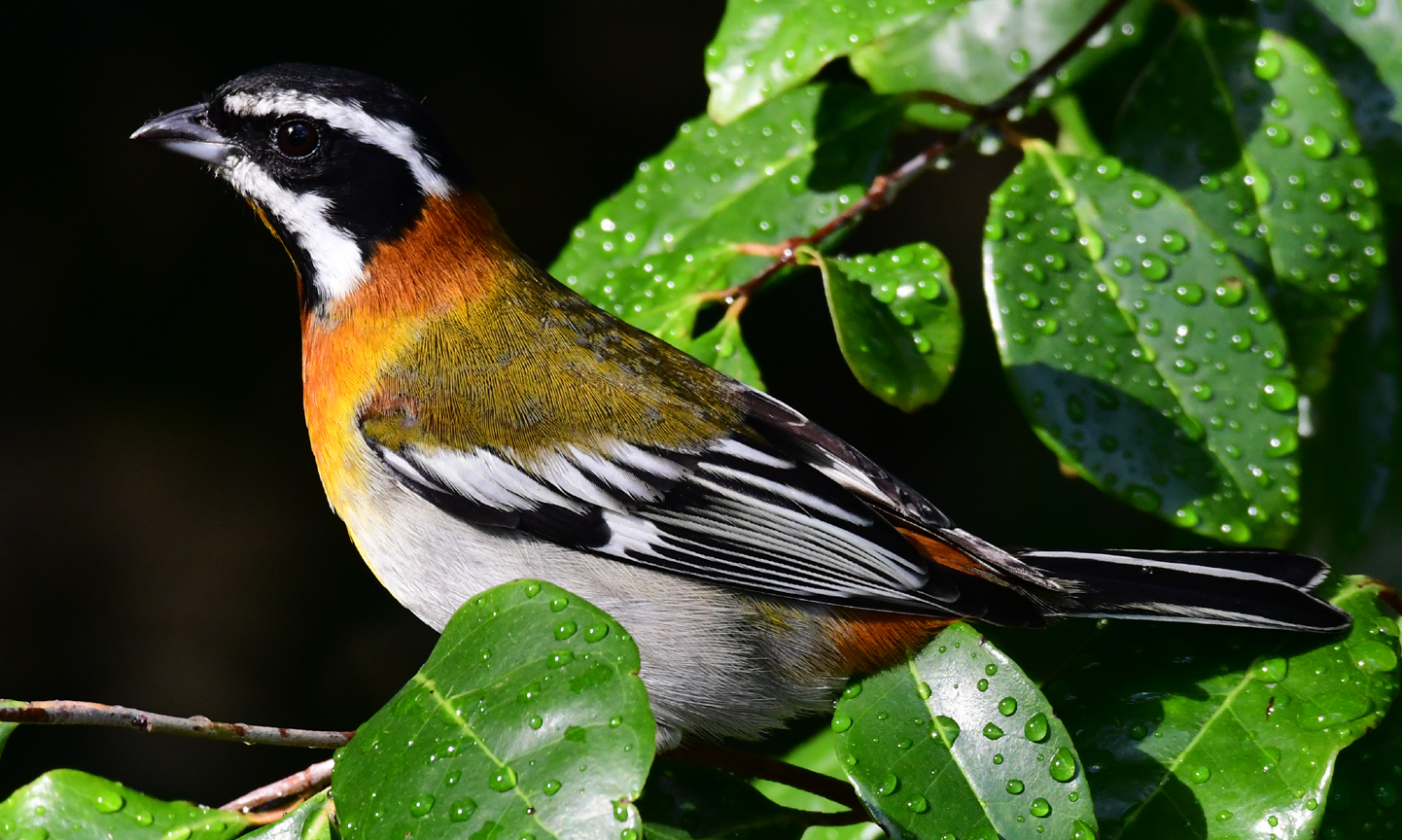 Speaking of Nature: A wing and a prayer: Tracking the wondrous western spindalis in the Cayman Islands