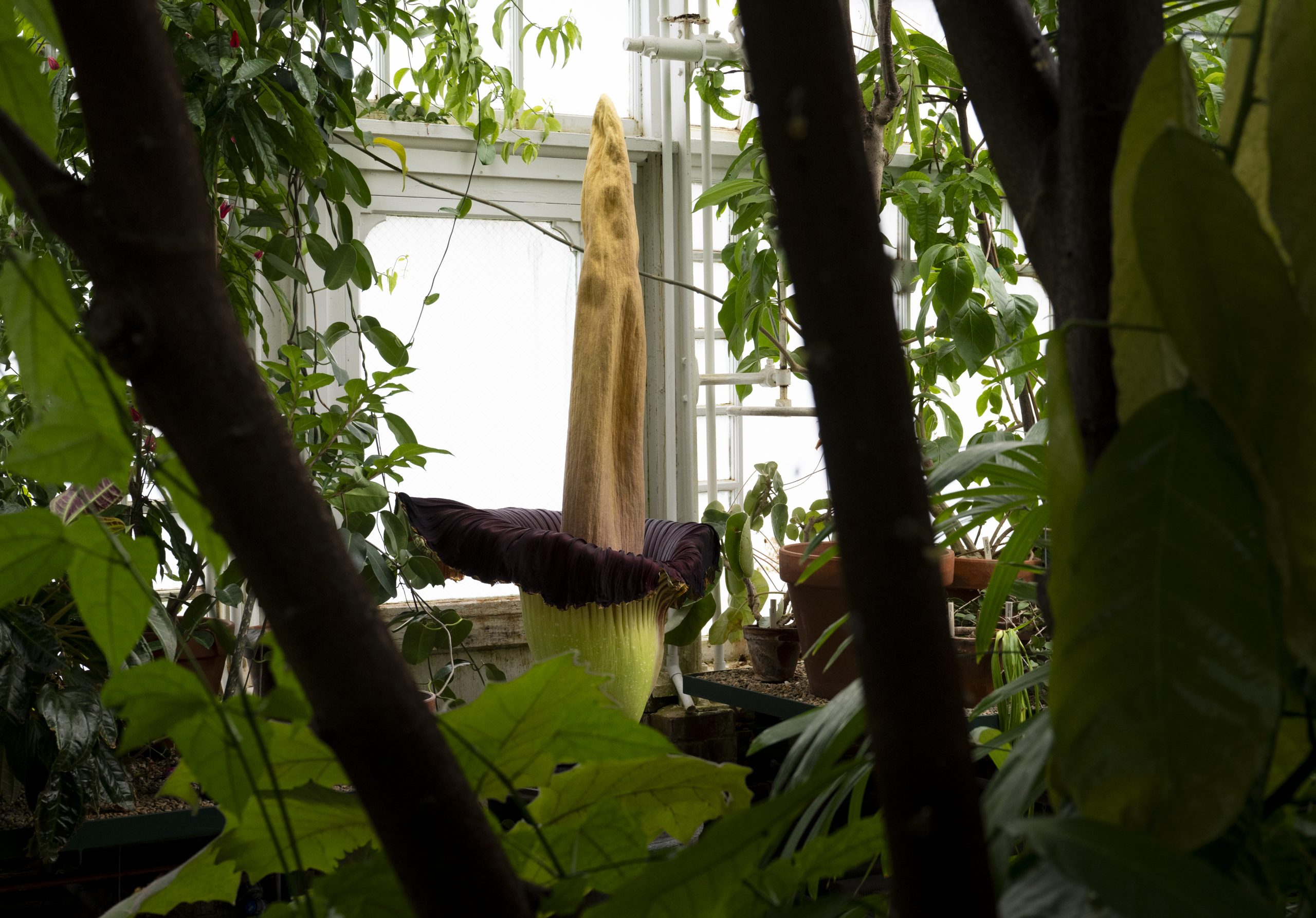 It stinks — and they love it: Corpse flower draws crowds at Mount Holyoke