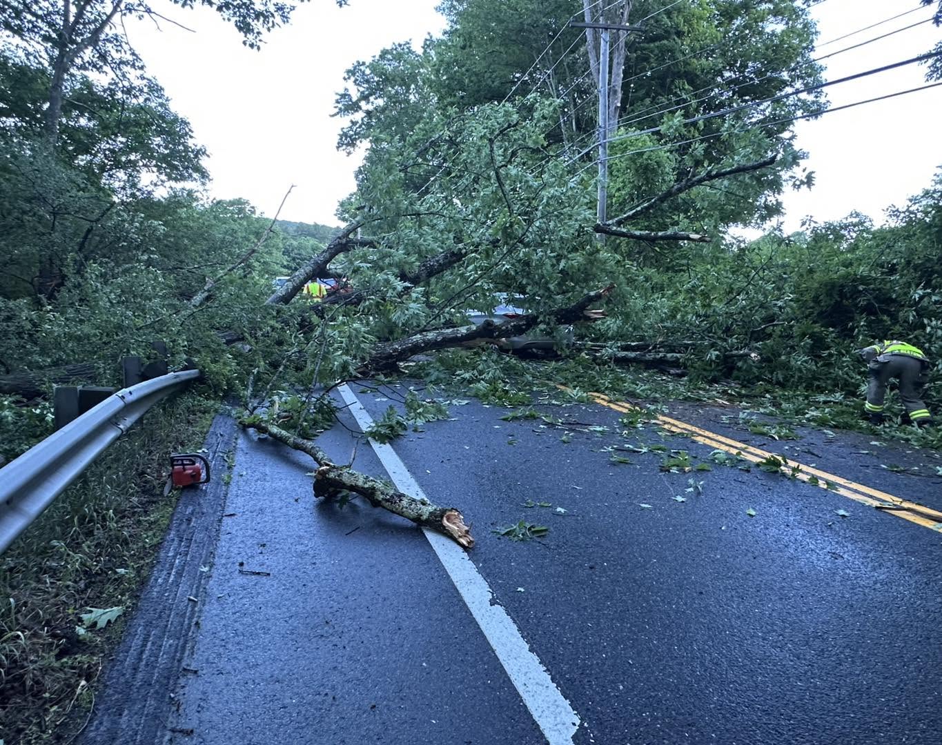 Driver escapes injury as tree falls on vehicle in Williamsburg
