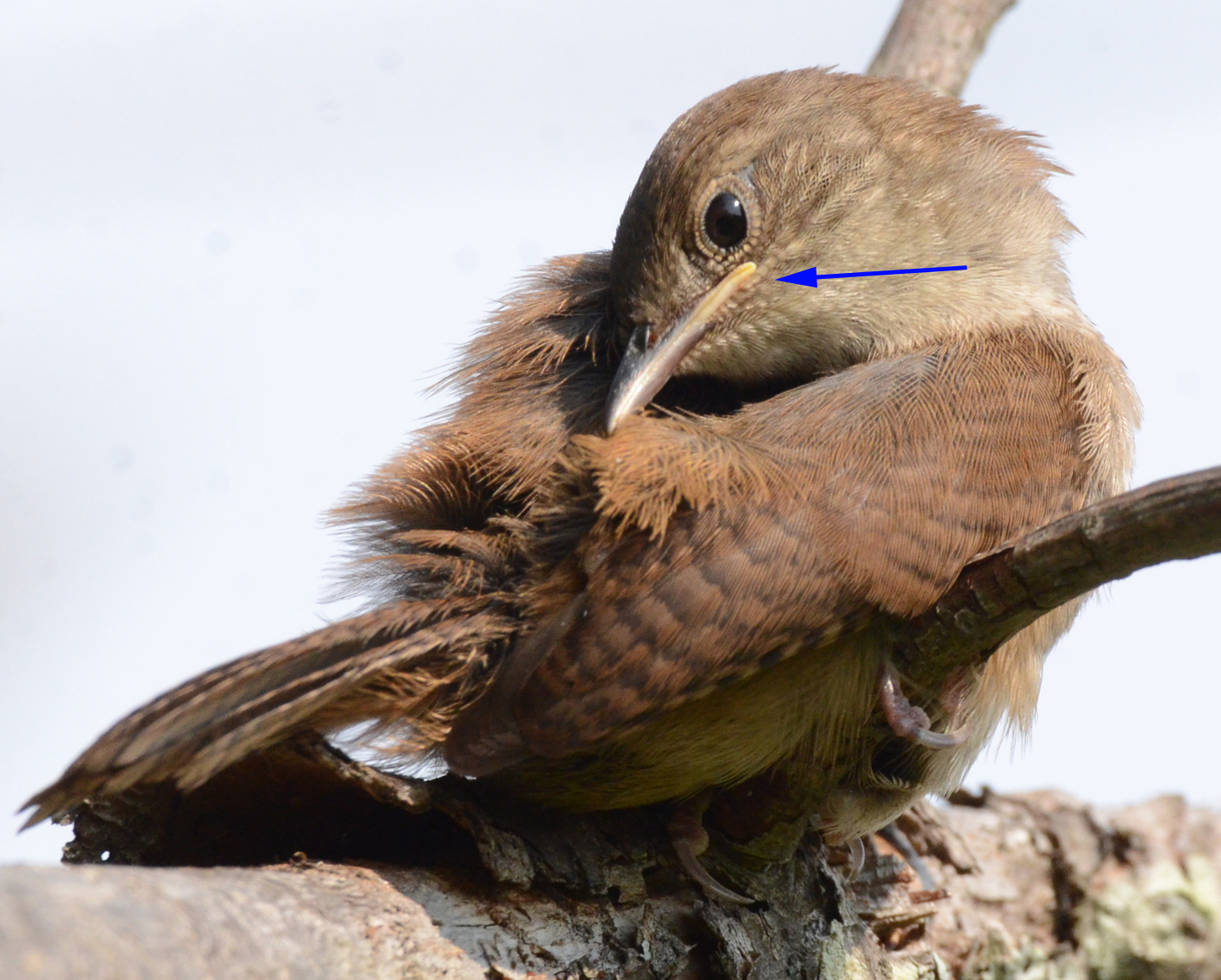 Speaking of Nature: The wren-ing champions: By popular demand, one final look inside the nest box - Daily Hampshire Gazette